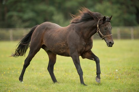 31 year old Green Desert enjoys his retirement in his paddock at Shadwell's Nunnery Stud<br>
Thetford 26.8.14 Pic: Edward Whitaker