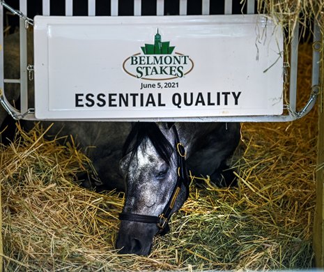 2021 Belmont Stakes winner Essential Quality sleeps in his stall at Belmont Park Sunday June 6, 2021 in Elmont, N.Y.  . Photo Special to the Times Union by Skip Dickstein