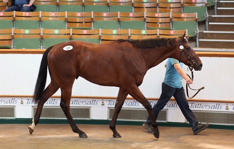 Lot 104 Belardo (IRE) / Prudent Approach (IRE) B.C. (IRE)      Brown Island Stables    Michael O&#39;Callaghan    185,000.<br><br />
Tattersalls Ireland<br><br />
Goresbridge Breeze Up Sale<br><br />
03/06/21<br><br />
