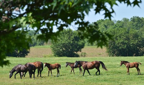 Denali Stud June 17, 2021: Mares and foals