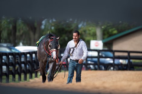 Groom comimg back from   training  @ OBS in Ocala FL.  June 6 2021<br><br />
  &#169;Joe DiOrio/Winning Images Photography