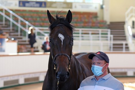 Lot 219 Cynical Point (USA) B/Br.C.  BY Point of Entry (USA) EX Cynical Storm (USA)       Church Farm &amp; Horse Park Stud    Blandford Bloodstock    160,000  <br><br />
Tattersalls Ireland<br><br />
Goresbridge Breeze Up Sale<br><br />
03/06/21<br><br />
