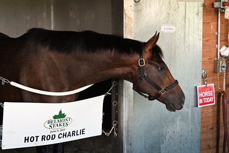 Second place horse Hot Rod Charlie in his stallat Belmont Park Sunday June 6, 2021 in Elmont, N.Y.  . Photo Special to the Times Union by Skip Dickstein