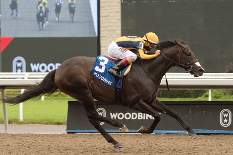Jockey Rafael Hernandez guides Easy Time to victory in the (Grade III)  $150,000 dollar Marine Stakes at Woodbine Racetrack.Easy Time covered the 1Mi.1/16 furl in 1.43.3 for owner Breeze Easy LLC and hall of fame trainer Mark Casse. Woodbine/ Michael Burns Photo