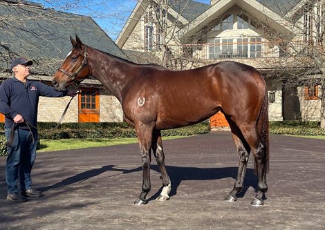 2021 Inglis 2021 JULY (Early) Online Sale, Lot 268 Funstar $2,700,000