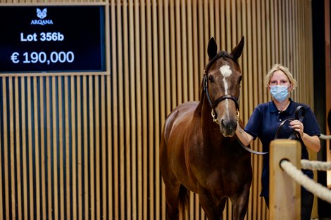 2021 Arqana Summer Sale, Lot 356b