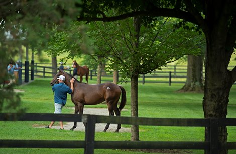 Hip 128 (foreground) colt by American Freedom out of Cheerleader from Airdrie.<br><br />
CScenes, people and horses at The July Sale at Fasig-Tipton near Lexington, Ky. on July 10, 2021. 