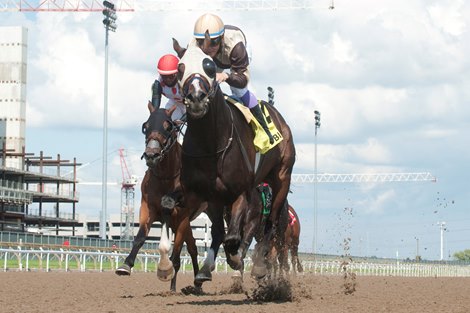 Toronto Ont. July 1, 2021.Woodbine Racetrack.<br>
Mighty Heart captures the $150,000 dollar Dominion Day Stakes at Woodbine Racetrack.<br>
Owned by Larry Cordes and trained by hall of fame trainer Josie Carroll, (groom Victor James), Jockey Daisuke Fukumoto. Mighty Heart covered the 1Mi.1/16 in 1.43.1