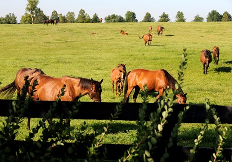 Caption: mares and foals<br><br />
Ro Parra and scenes at his Millenium Farm near Lexington, Ky. on Aug. 8, 2008.<br><br />
RoParra image<br><br />
Photo by Anne M. Eberhardt