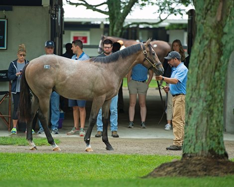 Hip 319 colt by Into Mischief out of UR DVLN Disguise at Wynnstay Sales. Scenes, people and horses at The July Sale at Fasig-Tipton near Lexington, Ky. on July 11, 2021. 