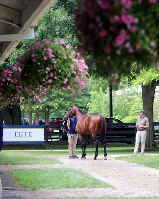 Scenics, 2021 Fasig-Tipton July Yearlings, HORA, Breeding Stock Sale