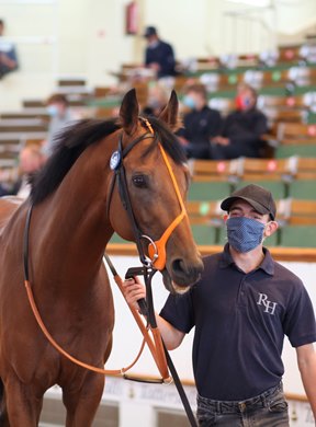 Lot 381 Man of The Night (FR) 2017 B.C.  BY Night of Thunder (IRE) EX Mandheera (USA)       East Everleigh Stables (R. Hannon)    Sheikh Abdullah Al-Hmoud Al-Malek Al-Sabah    175,000   <br><br />
Tattersalls July Sale<br><br />
08/07/21<br><br />
