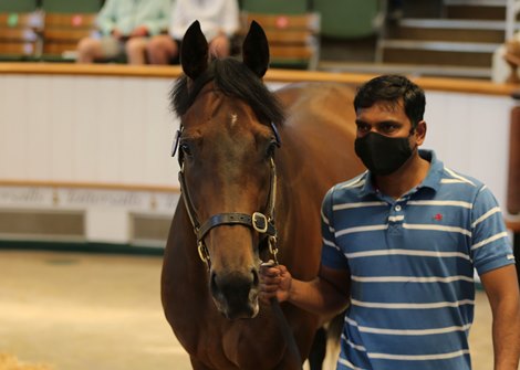 Lot 771 King Triton (IRE) 2018 B.G.  BY Invincible Spirit (IRE) EX Nada (GB)        Carlburg Stables (R. Varian)    DPA Bloodstock / Grant Tuer    100,000   <br><br />
Tattersalls July Sale<br><br />
09/07/21<br><br />
