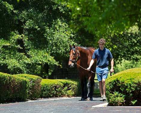 Charles Shanahan walking with American Pharoah. Stallions Uncle Mo, Justify, and American Pharaoh at Ashford Stud on June 23, 2021. 