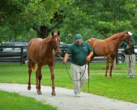 Hip 19 filly by Collected out of Film Idol at Valkyre Stud. <br>
Scenes, people and horses at The July Sale at Fasig-Tipton near Lexington, Ky. on July 10, 2021. 