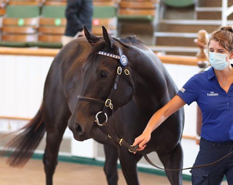 Lot 124 Birdwatcher (USA) 2017 B.M.  BY Uncle Mo (USA) EX Bizzy Caroline (USA)