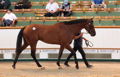 Lot 475 Caio Shark (IRE) 2019 B.C.  BY Kodi Bear (IRE) EX Liel (GB)   UPDATE    Aguiar Bloodstock Ltd., Ireland    SPI Racing    110,000   <br><br />
Tattersalls July Sale<br><br />
08/07/21<br><br />
