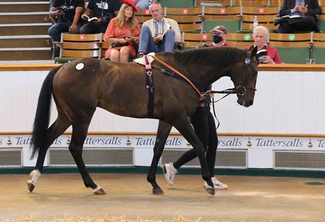Lot 677 Cap Francais (GB) 2016 B.G.  BY Frankel (GB) EX Miss Cap Ferrat (GB)        Ed Walker Racing    Richard Ryan / Ian Williams    88,000   <br><br />
Tattersalls July Sale<br><br />
09/07/21<br><br />
