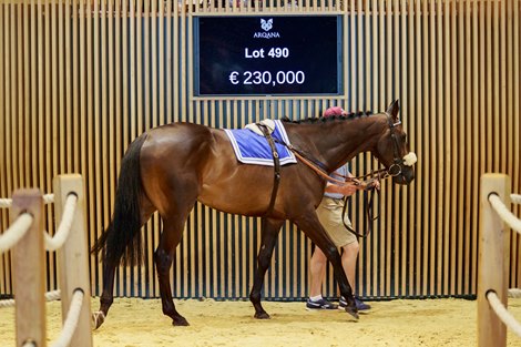 2021 Arqana Summer Sale, Lot 490