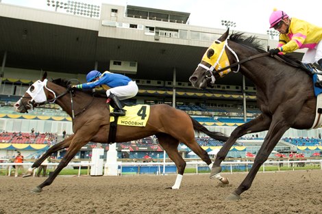 Jockey Antonio Gallardo guides Avoman to victory in the Plate Trial Stakes at Woodbine.Avoman is owned by D-Mac Racing Stable Inc. and La Huerta Inc. and trained by Donald C. MacRae.Avoman covered the 1Mi.1/8 furl in 1.52.4. Woodbine/ Michael Burns Photo