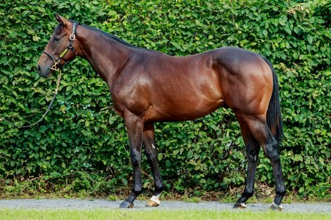Haras de Castillon, 03/08/2021, photo: Zuzanna Lupa