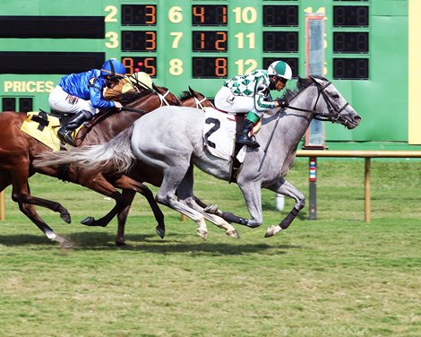 Flippant wins the KY Downs TVG Preview Dueling Grounds Oaks Saturday, August 7, 2021 at Ellis Park