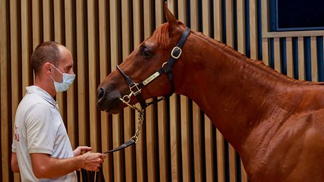 Lot 255, 2021 Arqana August Sale