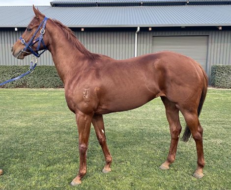 Lot 222 at 2021 Inglis August (Late) Online Sale