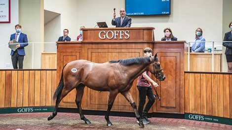 2021 Goffs Premier Yearling Sale, Lot 359<br><br />
&#163;210,000 Kodiac colt bought by Blandford Bloodstock<br><br />
