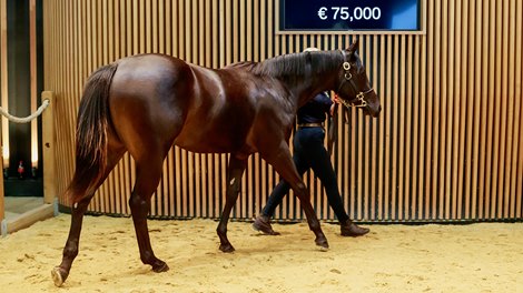 Lot 392, 2021 Arqana v.2 Yearling Sale