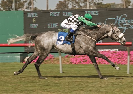 Grey Swallow and Alex Solis win the  Jim Murray Handicap at Hollywood Park
