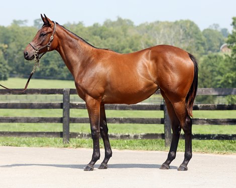 Hip 341, B. Filly 2019, Uncle Mo-Averymerrymoment