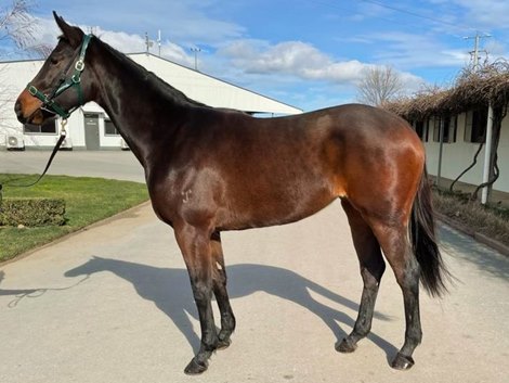 Sulwaan, Inglis Digital 2021 AUGUST (Early) Online Sale, Lot 108