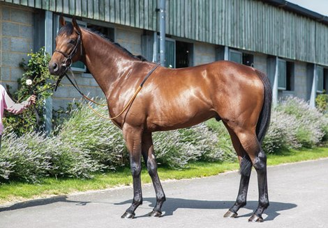 Lot 380 - Fabilis (GB) - 2021 Tattersalls August Sale