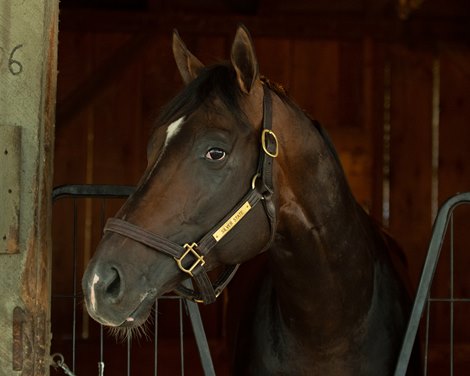 Silver State<br>
Saratoga racing scenes in Saratoga Springs, N.Y. on Aug. 5, 2021. 