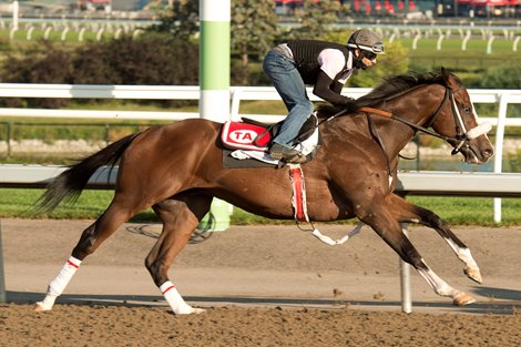 Toronto Ont.August 18,2021.Woodbine Racetrack. 162nd.Queen&#39;s Plate 4-1  favorite Keep Grinding breezes under jockey Rafael Hernandez.Keep Grinding is owned by Joshua Attard and trained by grandfather Tino Attard.Keep Grinding will attempt to capture the world $1,000,000 dollar race at Woodbine Racetrack on Sunday August 22, 2021.Woodbine/ Michael Burns Photo