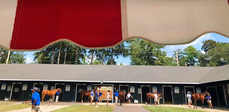 Scenics, 2021 Fasig-Tipton New York Bred Yearling Sale