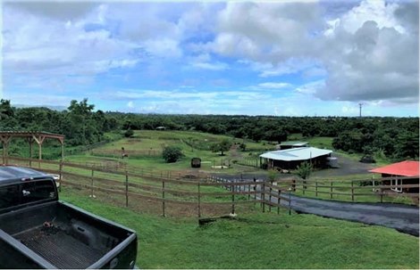 The Caribbean Thoroughbred Aftercare's farm