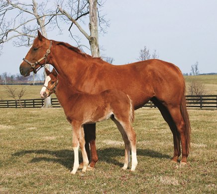 Distorted Humor - Summerly<br><br />
Colt      02 / 05 / 08<br><br />
Foaled: WinStar Farm<br><br />
Owned: WinStar Farm<br><br />
Booked: Distorted Humor<br><br />

