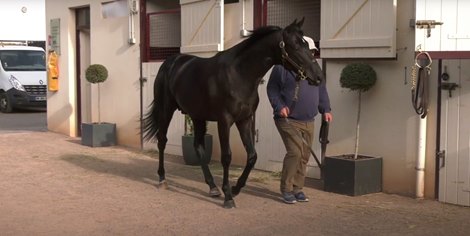 Lot 182 at 2021 Arqana August Yearling Sale