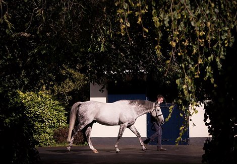 Mastercraftsman