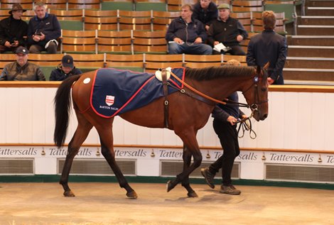 Lot 197 Encourage (GB) 2018 B.G.  BY Iffraaj (GB) EX Good Hope (GB)       Barton Sales    HE Sultan Aldeen MS Al-Khalifa    75,000   <br><br />
Tattersalls August Sale<br><br />
31/08/21