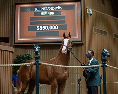 Hip 466 colt Curlin out of My Wandy’s Girl at Summerfield<br>
Keeneland September yearling sales on Sept. 15, 2021. 