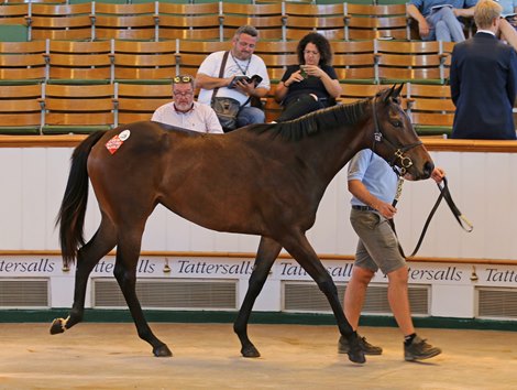 Lot 128 Ardad (IRE) / Sparkling Eyes (GB) B.F. (GB)     Cobhall Court Stud    Amo Racing    85,000   </p></p>
<p><p>Tattersalls Somerville Sale<br><br />
07/09/21