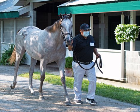 Hip 164 colt by Tapit out of Stopchargingmaria at Gainesway<br>
Keeneland September yearling sales on Sept. 10, 2021. 