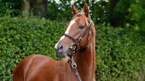 Lot 113: Boherguy Stud&#39;s Galileo Gold half-brother to Star Of Emaraaty<br><br />
Tattersalls Ireland