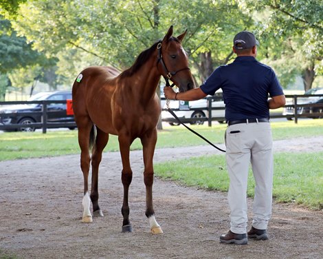 Hip 19, 2021 Fasig-Tipton Pin Oak Dispersal