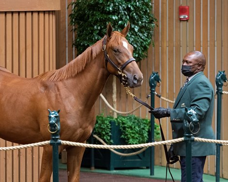 Hip 1455 filly by Curlin out of Divine Elegance at Eaton Sales<br>
Keeneland September yearling sales on Sept. 18, 2021. 