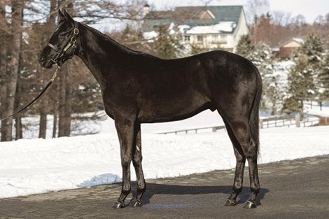 Hip 38 at 2021 Chiba Thoroughbred Two-Year-Old Sale