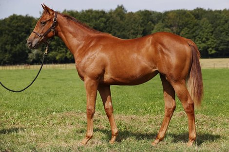 2021 BBAG Yearling Sale, Lot 192<br><br />
